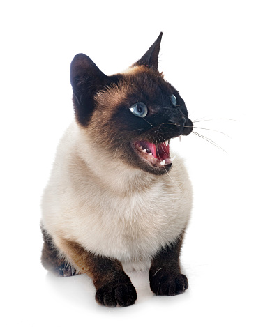 siamese cat in front of white background