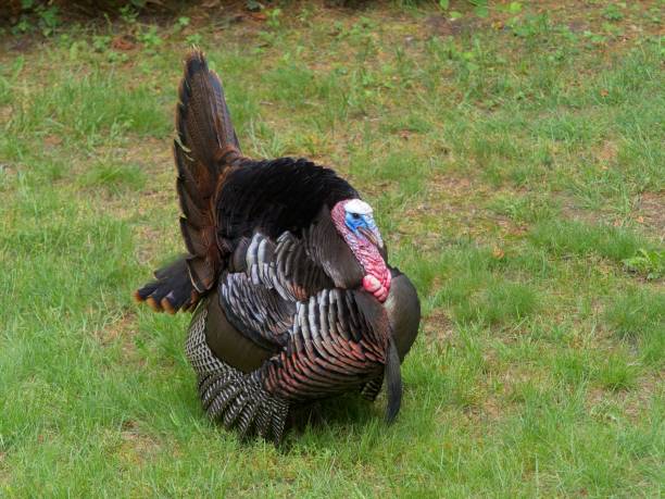 istock Tom turkey puffs up and struts his stuff while trying to mate with female in springtime 1500101656