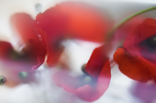 Abstract red flowers in blur filter. Floral background with poppies