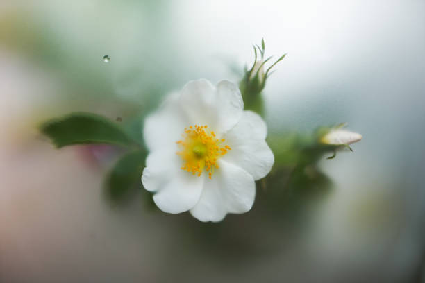 White forest rose, useful fragrant wild flower in soft blur filter, abstract background