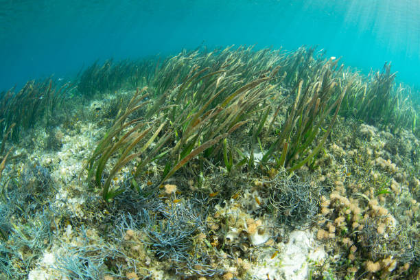 istock Seagrass Bed in Komodo National Park 1500103449