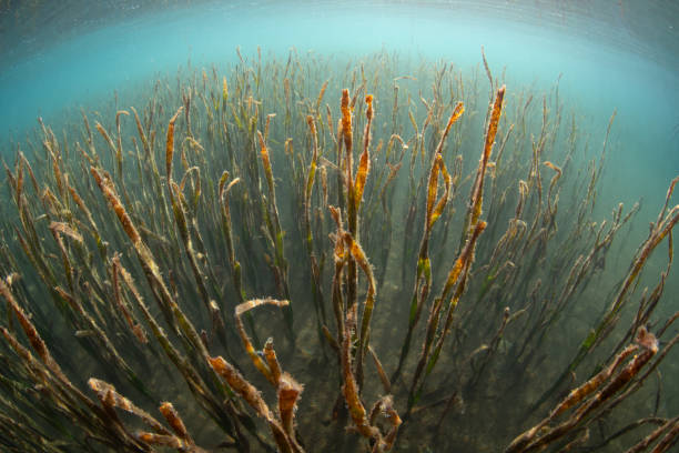 istock Seagrass Bed in Komodo National Park 1500103451