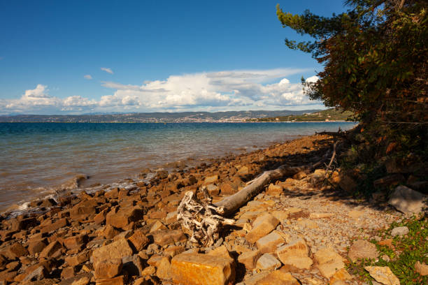 istock A tree trunk thrown onto a rock seaside beach 1500103567