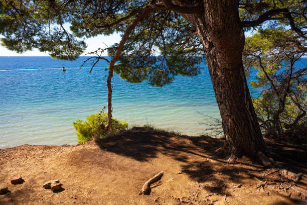 istock Pine tree next to the adriatic sea 1500103568