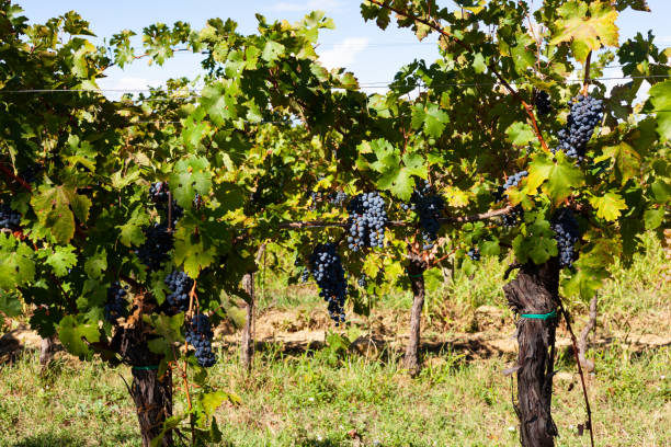 istock Red Grapes on the Vineyars 1500103575