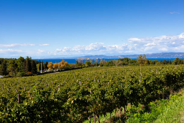istock Vineyards along Wine Road, Slovenia 1500103576