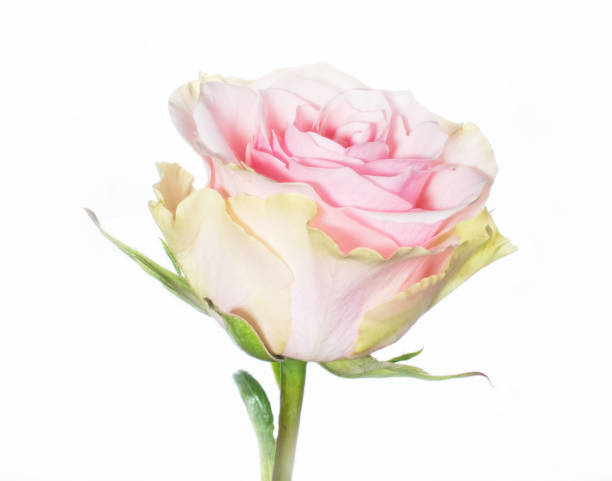 istock High Key Delicate Pink and Yellow Rose Close Up 1500103897