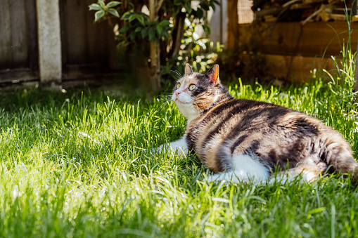 Funny multicolor pleased, well-fed cat lying on the green grass and watching the birds in the garden. Fluffy cat relaxing in shadow outdoors on a sunny summer day. Pets in the Summer heat