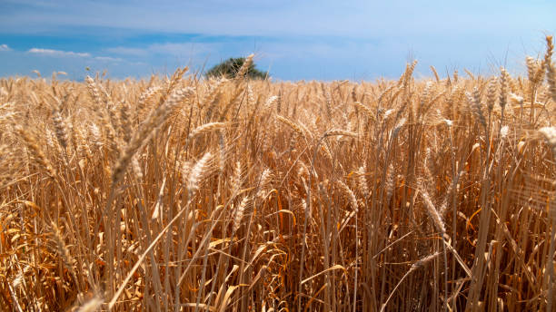 istock Golden wheat rye landscape 1500104969