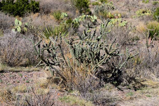 istock Cacti growing in Big Bend National Park 1500106625