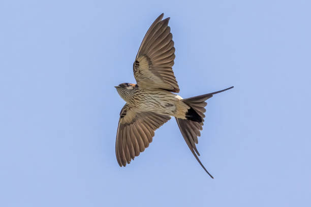 istock A Red-rumped swallow in flight against a blue sky. 1500107389
