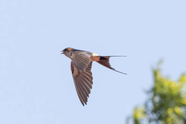 A Red-rumped swallow in flight against a blue sky. A Red-rumped swallow in flight against a blue sky. red rumped swallow stock pictures, royalty-free photos & images