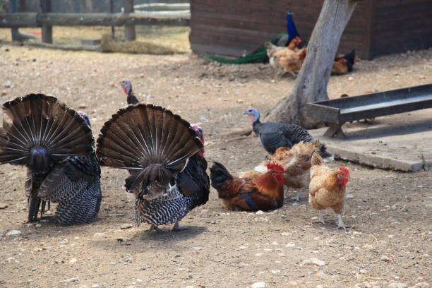 istock Chickens on Greek Farm 1500108546