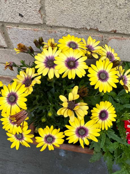 istock African daisy 'Blue Eyed Beauty' 1500108580