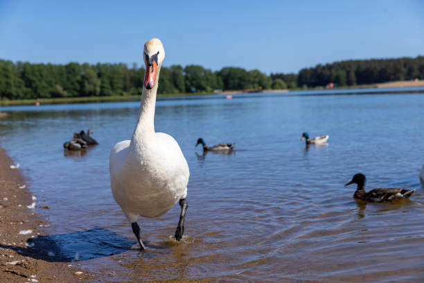 istock beautiful white swans on the lake in the spring 1500109645