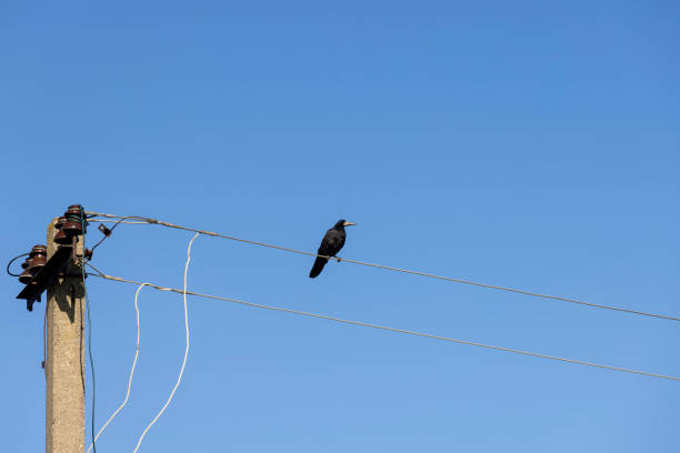 istock High voltage wires with birds 1500109685