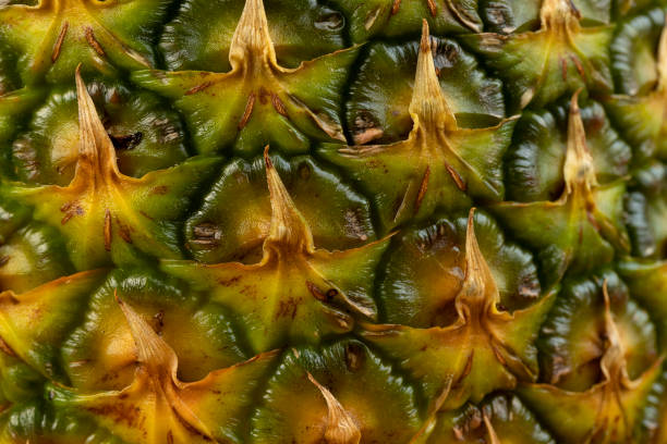 istock Ripe whole pineapple with green-yellow peel 1500109703