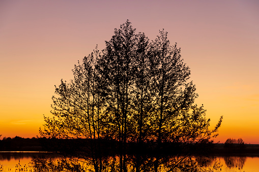 beautiful orange-yellow sunset on the lake in spring with a deciduous tree, the silhouette of a tree on the background of sunset on the lake is yellow-orange