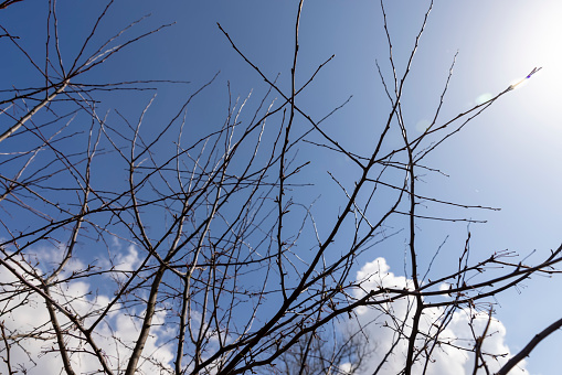 apple tree in sunny weather in early spring, young fruit tree apple tree without foliage in early spring