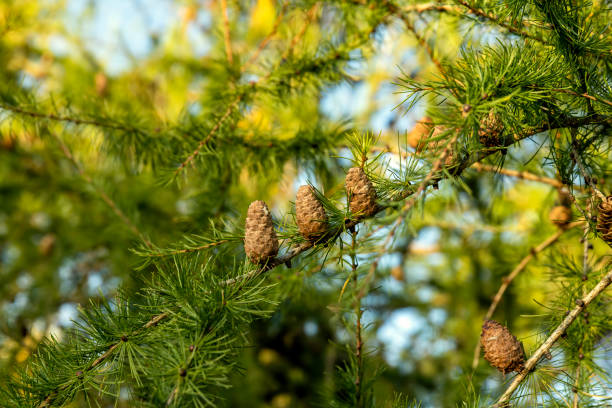 istock Spruce branches with green needles in sunny weather 1500109993