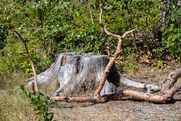 istock An old dried tree stump in the summer 1500110147