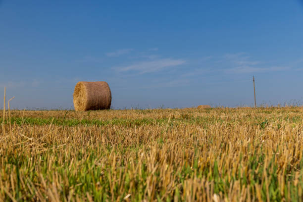 istock A field with cereals in the summer 1500110195