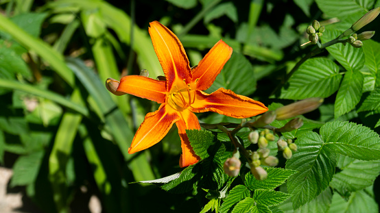 Orange flower. Orange lily. Orange flower close-up