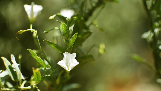 Ivy leaf morning glory