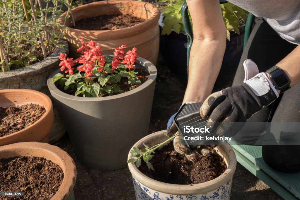 Woman planting tomatoes in suburban garden Gardening Stock Photo