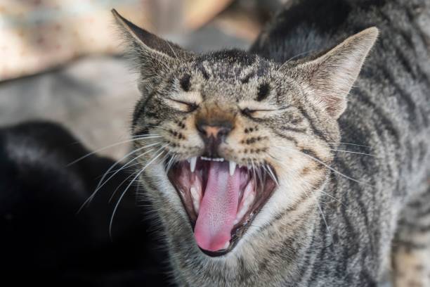 istock Domestic cat with a wide smile, revealing its teeth 1500111748