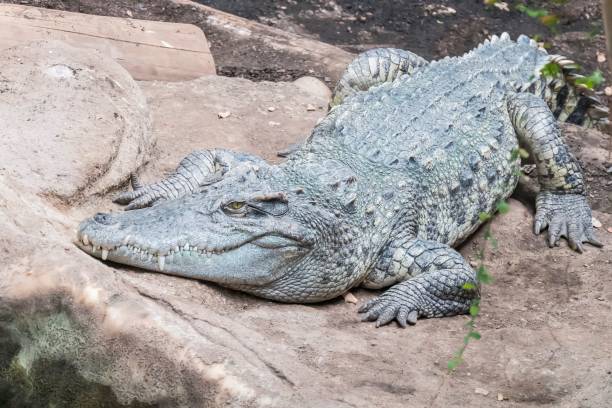 istock there is an alligator that is laying on rocks and trees 1500111794