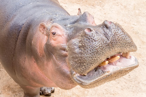 Close-up of a hippopotamus standing in a dirt habitat, with rocky terrain in the background