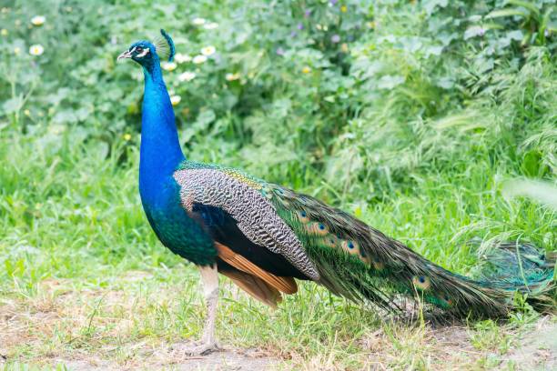 istock a peacock standing in front of trees and grass and some flowers 1500111836