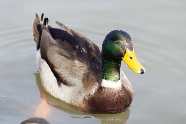 istock Duck with green glance face 1500112514