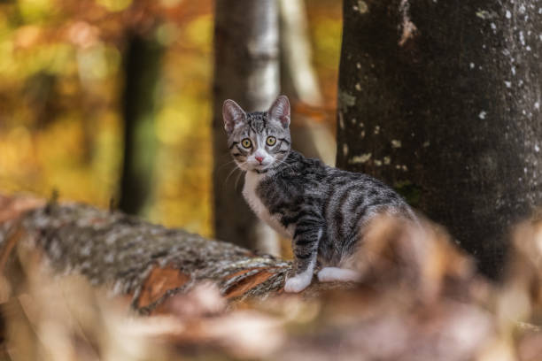 Cat in the forest exploring