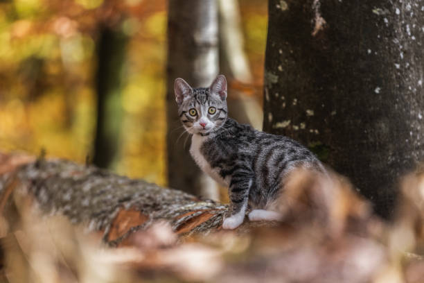 Cat in Autumn wonderland stock photo