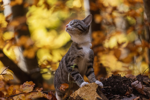 autumn portrait beautiful striped cat lies in the garden among the bright fallen leaves on his back with his paws outstretched