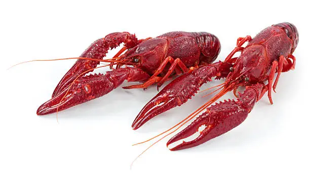 Photo of Crayfishes