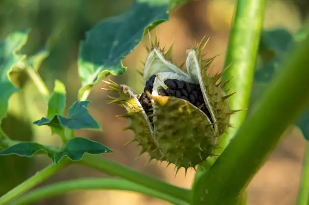 Ripe Datura stramonium fruit, with its seeds visible.