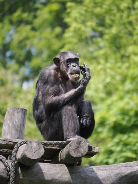 istock Inquisitive monkey perched atop a rustic wooden structure, delightfully enjoying a fresh leaf 1500115251
