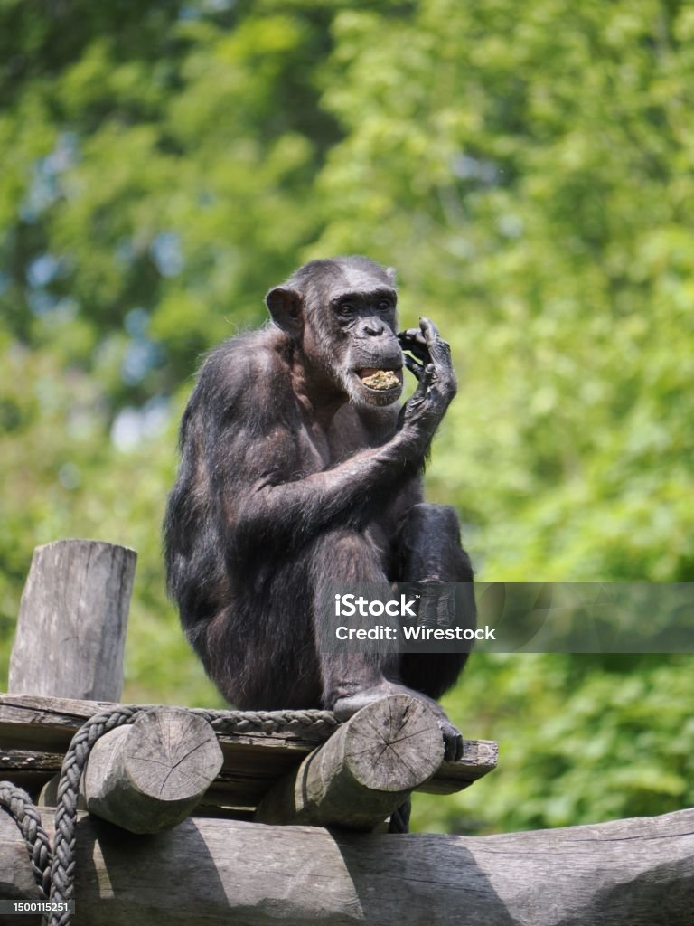 Rustic Monkeys Inquisitive Monkey Perched Atop A Rustic Wooden Structure Delightfully ...