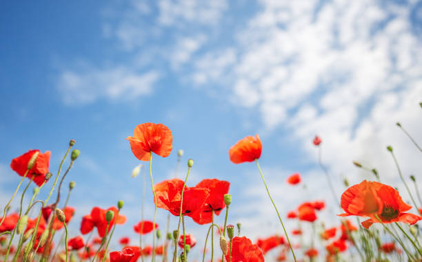 istock Poppy flowers against a blue sky background, summer background 1500115414