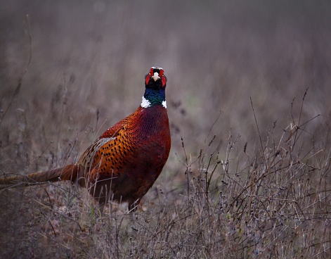 A colorful pheasant is seen making its way through a lush and verdant field of tall grass