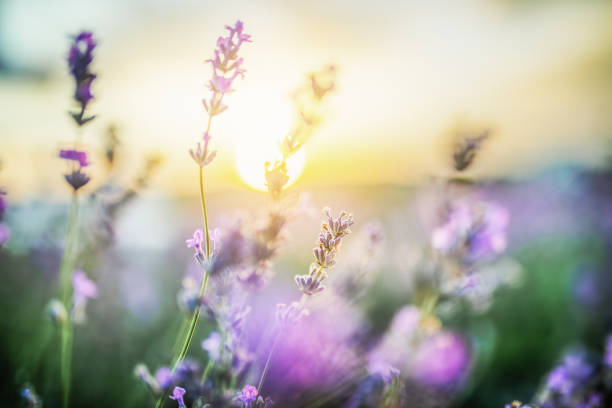 istock Selective focus on purple lavender flowers on sunset background. 1500115543
