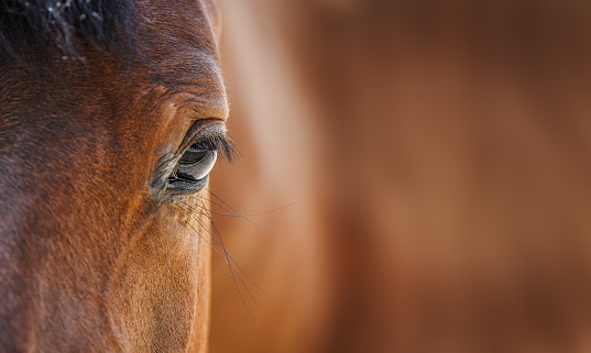Portrait of horse against white background