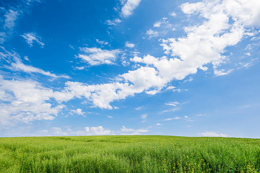 Landscape view of green plant of colza rapeseed with blue sky and clouds background