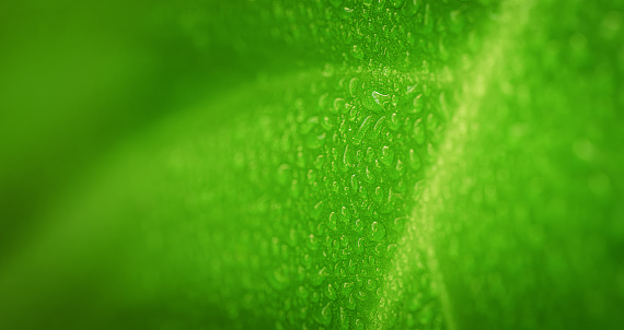 Bean plant, Green leaves in macro photography