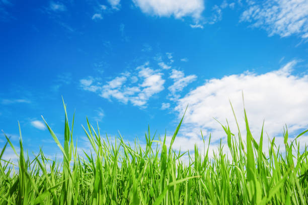 istock Landscape view of green grass with blue sky and clouds background. 1500115629