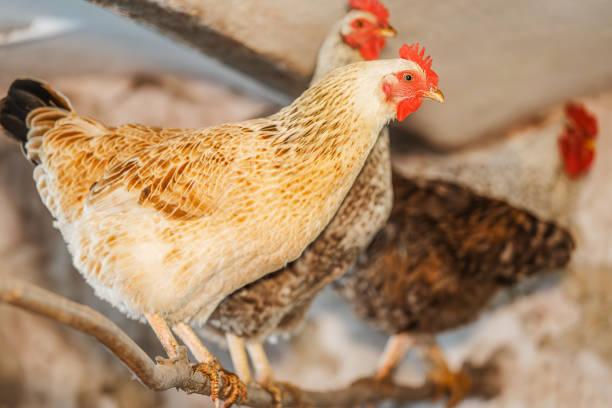 Free range organic chickens in the coop.