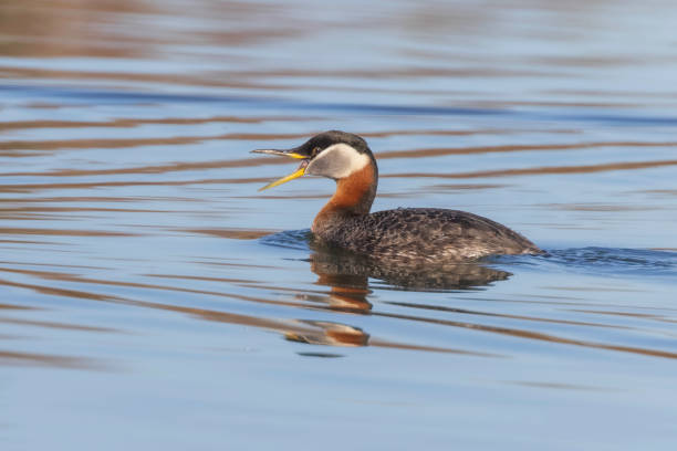 istock A Red-necked Grebe in Alaska 1500117540